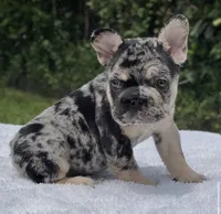 Pepper Big Rope, a male French Bulldog for sale in Southwest Ranches, FL – 3 of 7