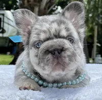LEXIE Fluffy Big Rope, a female French Bulldog for sale in Southwest Ranches, FL – 5 of 7