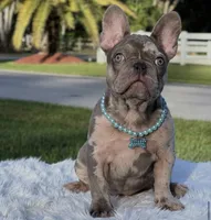 Susy, a female French Bulldog for sale in Southwest Ranches, FL – Photo 1 of 7