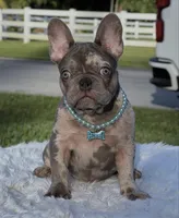 Susy, a female French Bulldog for sale in Southwest Ranches, FL – Photo 2 of 7