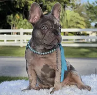 Susy, a female French Bulldog for sale in Southwest Ranches, FL – Photo 3 of 7