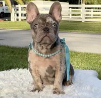 Susy, a female French Bulldog for sale in Southwest Ranches, FL – Photo 5 of 7