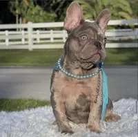 Susy, a female French Bulldog for sale in Southwest Ranches, FL – Photo 6 of 7