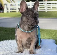 Susy, a female French Bulldog for sale in Southwest Ranches, FL – Photo 4 of 7