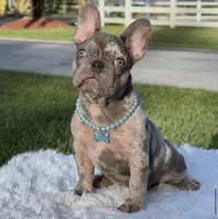 Susy, a female French Bulldog for sale in Southwest Ranches, FL – Photo 7 of 7