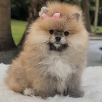 Lucy, a female Pomeranian for sale in Southwest Ranches, FL – Photo 1 of 4