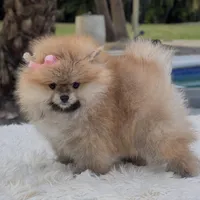 Lucy, a female Pomeranian for sale in Southwest Ranches, FL – Photo 3 of 4