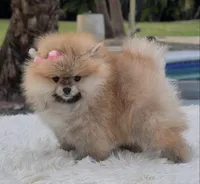 Lucy, a female Pomeranian for sale in Southwest Ranches, FL – Photo 3 of 4