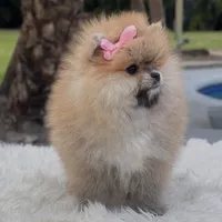 Lucy, a female Pomeranian for sale in Southwest Ranches, FL – Photo 4 of 4