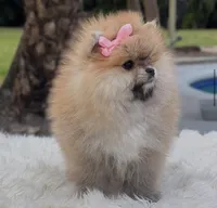 Lucy, a female Pomeranian for sale in Southwest Ranches, FL – Photo 4 of 4