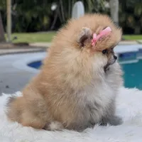 Lucy, a female Pomeranian for sale in Southwest Ranches, FL – Photo 2 of 4