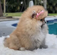 Lucy, a female Pomeranian for sale in Southwest Ranches, FL – Photo 2 of 4