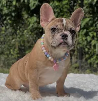 NALA, a female French Bulldog for sale in Southwest Ranches, FL – 6 of 8