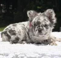 Dottie Fluffy, a female French Bulldog for sale in Southwest Ranches, FL – 5 of 8