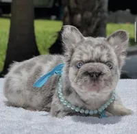 LEXIE Fluffy Big Rope, a female French Bulldog for sale in Southwest Ranches, FL – 2 of 7