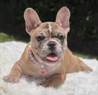 NALA, a female French Bulldog for sale in Southwest Ranches, FL – 2 of 8