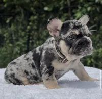 Pepper Big Rope, a male French Bulldog for sale in Southwest Ranches, FL – 7 of 7