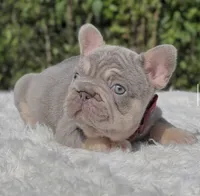 LUCKY - Big Rope, a male French Bulldog for sale in Southwest Ranches, FL – 7 of 8