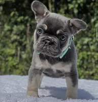 Peter, a male French Bulldog for sale in Southwest Ranches, FL – 5 of 5