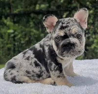 Pepper Big Rope, a male French Bulldog for sale in Southwest Ranches, FL – 4 of 7