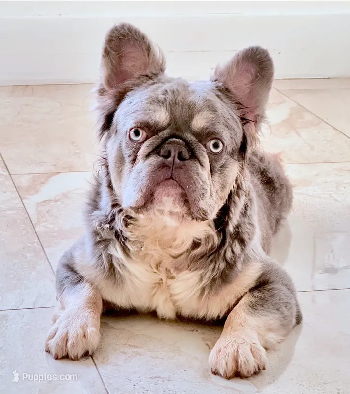 Drako Fluffy Full AKC