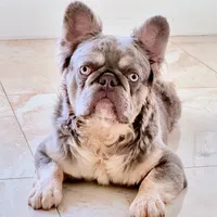 Drako Fluffy Full AKC, a male French Bulldog for sale in Southwest Ranches, FL – Photo 1 of 2