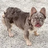 Drako Fluffy Full AKC, a male French Bulldog for sale in Southwest Ranches, FL – Photo 2 of 2