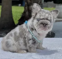 LEXIE Fluffy Big Rope, a female French Bulldog for sale in Southwest Ranches, FL – 6 of 7