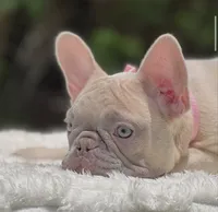 PRETTY , a female French Bulldog for sale in Southwest Ranches, FL – 4 of 6
