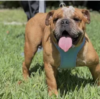 Spots, a male English Bulldog for sale in Southwest Ranches, FL – Photo 4 of 7