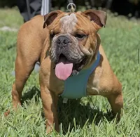 Spots, a male English Bulldog for sale in Southwest Ranches, FL – Photo 6 of 7