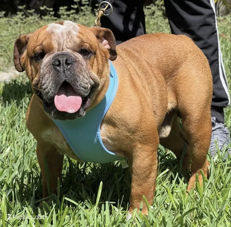 Spots, a male English Bulldog for sale in Southwest Ranches, FL – Photo 1 of 7