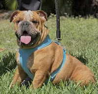 Spots, a male English Bulldog for sale in Southwest Ranches, FL – Photo 2 of 7
