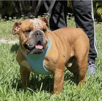 Spots, a male English Bulldog for sale in Southwest Ranches, FL – Photo 7 of 7