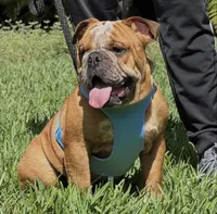 Spots, a male English Bulldog for sale in Southwest Ranches, FL – Photo 3 of 7