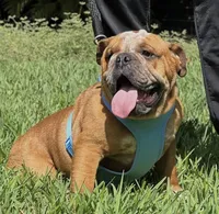 Spots, a male English Bulldog for sale in Southwest Ranches, FL – Photo 5 of 7