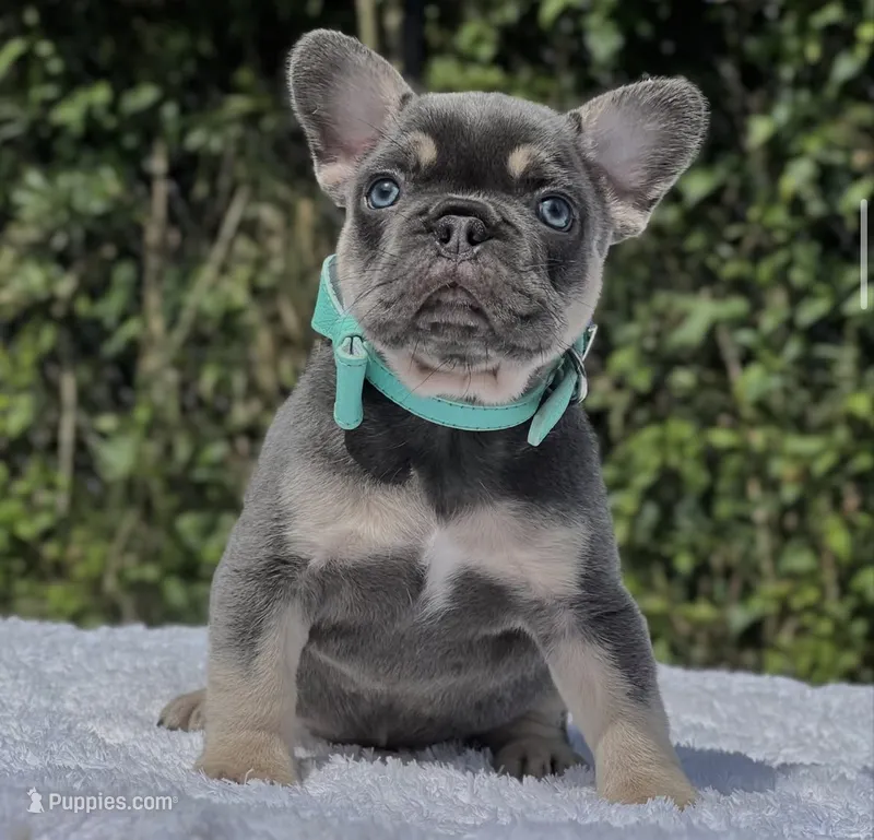 Peter – French Bulldog puppy for sale in Southwest Ranches, FL