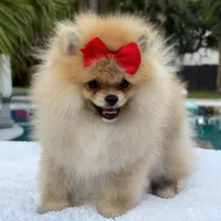 Lucy, a female Pomeranian for sale in Southwest Ranches, FL – Photo 1 of 6