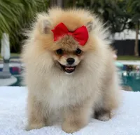 Lucy, a female Pomeranian for sale in Southwest Ranches, FL – Photo 1 of 6