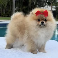 Lucy, a female Pomeranian for sale in Southwest Ranches, FL – Photo 4 of 6