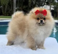 Lucy, a female Pomeranian for sale in Southwest Ranches, FL – Photo 4 of 6