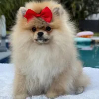 Lucy, a female Pomeranian for sale in Southwest Ranches, FL – Photo 2 of 6
