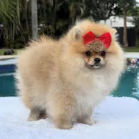 Lucy, a female Pomeranian for sale in Southwest Ranches, FL – Photo 3 of 6