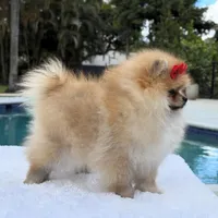 Lucy, a female Pomeranian for sale in Southwest Ranches, FL – Photo 6 of 6