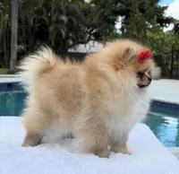 Lucy, a female Pomeranian for sale in Southwest Ranches, FL – Photo 6 of 6