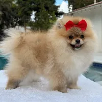 Lucy, a female Pomeranian for sale in Southwest Ranches, FL – Photo 5 of 6