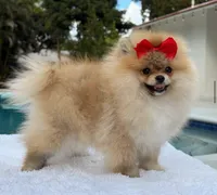 Lucy, a female Pomeranian for sale in Southwest Ranches, FL – Photo 5 of 6