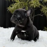 ARTHUR, a male French Bulldog for sale in Southwest Ranches, FL – Photo 8 of 8