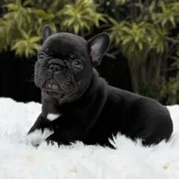 ARTHUR, a male French Bulldog for sale in Southwest Ranches, FL – Photo 3 of 8
