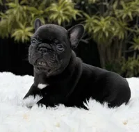 processed/9cb54016-13b4-4b15-8850-6bcde52b3370/listing/46f8cbb9-f63e-4e9c-bbb5-26633df2601f/55a2466e-bd5b-4ce8-b365-ecf8a067bbd7